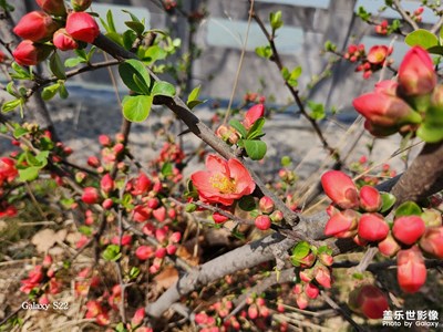 【春之序曲】+鬧