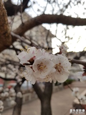 【春之序曲】春天來(lái)了