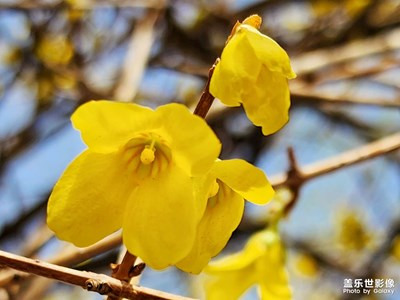 【春之序曲】+迎春花開