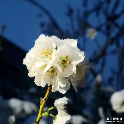 【美麗夜景】花與雪的碰撞