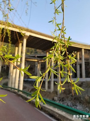 【春之序曲】路邊的綠