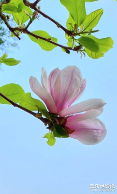 【春之序曲】紫玉蘭