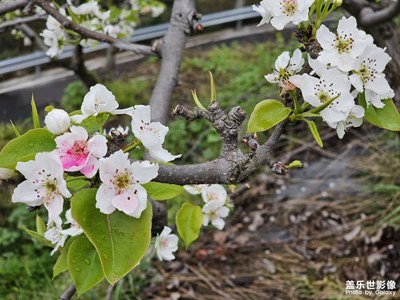 周末賞梨花