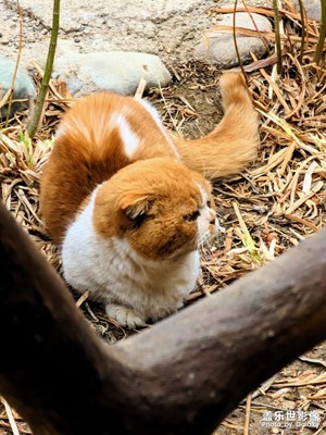 【春之序曲】+春天里的貓