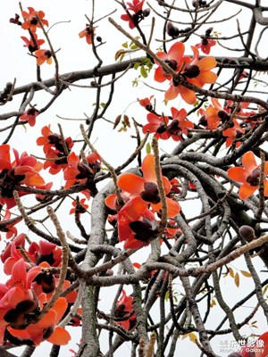 偶遇一棵較為矮小的木棉