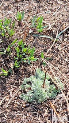 野火燒不盡，春風吹又生
