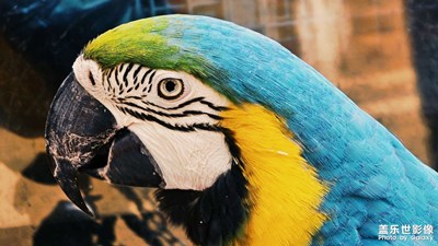 去動(dòng)物園總能拍到別人拍不了的視角