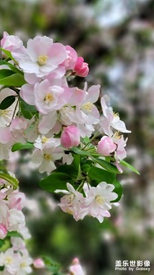 盛開的海棠