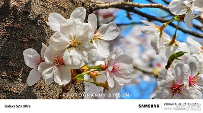 櫻花盛開！S23U十倍長焦