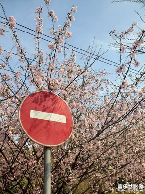 春日隨拍－安徽馬鞍山