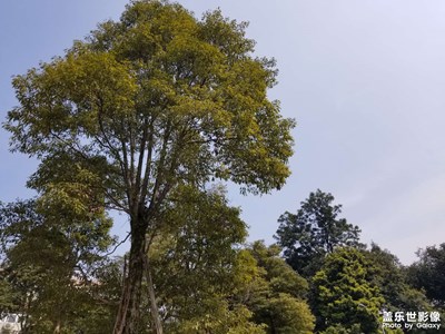 【春之序曲】陽光明媚