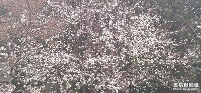 【春之序曲】+四處拍拍照