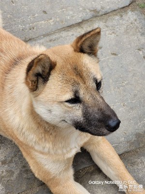 秦嶺凈業(yè)寺的動物