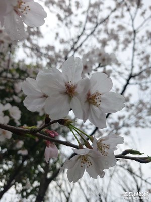 你是人間的四月天