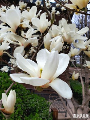 【生活的色彩】+潔白玉蘭花