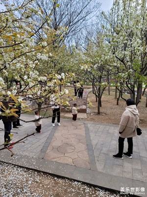 瓊枝皓魄相映輝，并作人間一年春