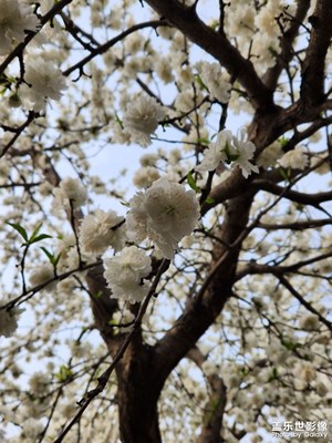 滿園春色關(guān)不住@