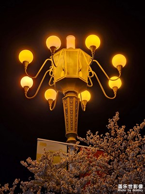 【美麗夜景】夜·櫻花