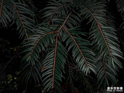 【攝影分享】自然美學(xué)