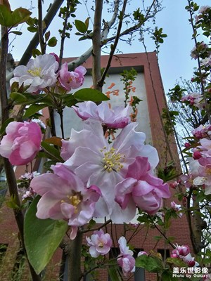 三星Galaxy S23 Ultra拍攝「黃昏的花」