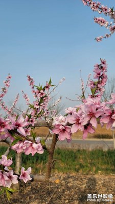 桃花庵歌    明?·唐寅