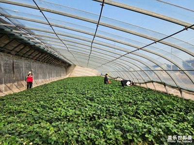 【美好時(shí)光】+摘草莓