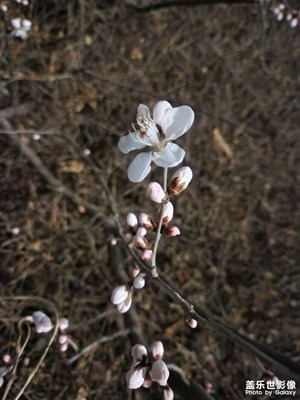 【美麗夜景】+夜里觀花