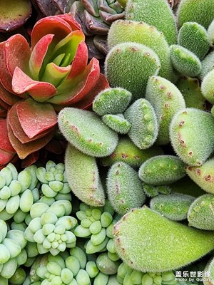 多肉小品