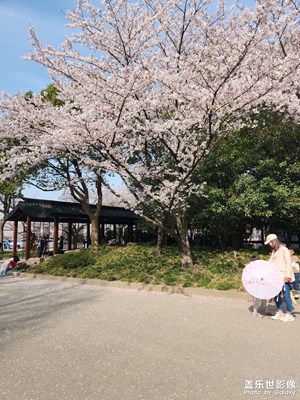 無錫櫻花節(jié)