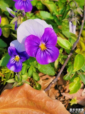 【美好時(shí)光】春日小花