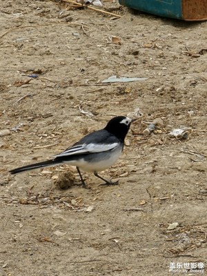 【美好時(shí)光】遇見小可愛