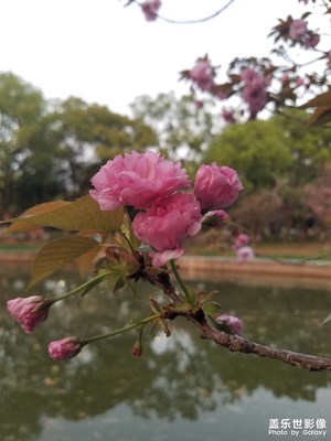 【美好時光】 賞櫻