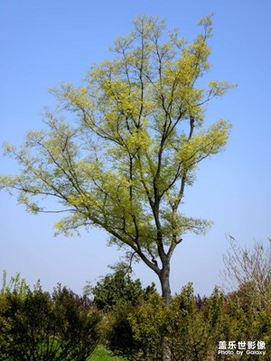 【美好時(shí)光】+星期天