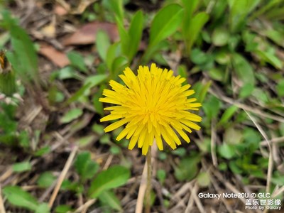 【美好時(shí)光】+家門口的春光