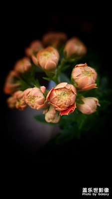 【美好時(shí)光】+長(zhǎng)壽花開