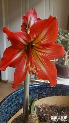 窗臺(tái)的美麗