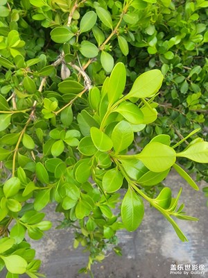 三星手機(jī)拍的照片就是清晰