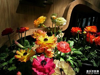 Galaxy S23 Ultra-春花爛漫