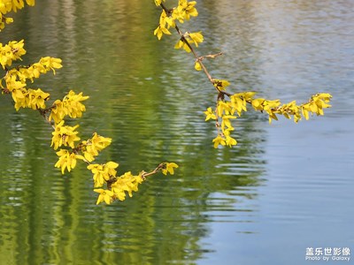【拍有趣味】+鮮花怒放