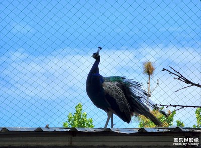 【拍有趣味】長焦鏡頭下的伙計們