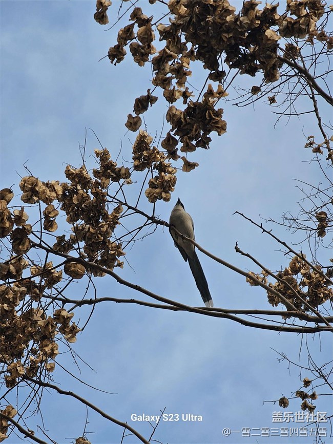 Galaxy S23 Ultra隨手拍