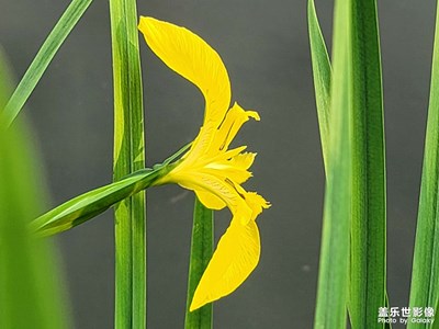 【拍有趣味】+黃色鳶尾花