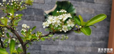 小花