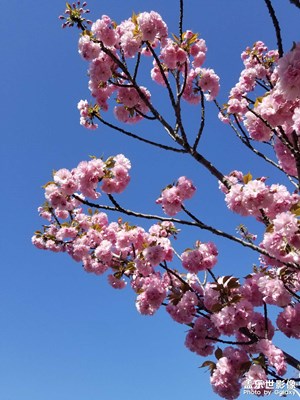 【拍有趣味】又見櫻花