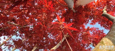 日常隨拍之(紅楓)