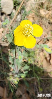 山坡上的小野花