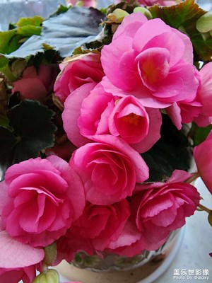 【拍有趣味】綻放的四季海棠