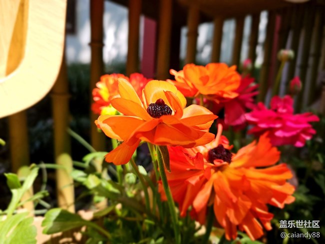 已開獎【Note版四月第三周】Note手機里的春天 已開獎【Note版四月第三周】Note手機里的春天