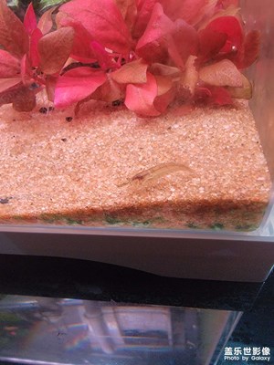 【拍有趣味】寵之樂