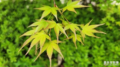 【拍有趣味】+春綠